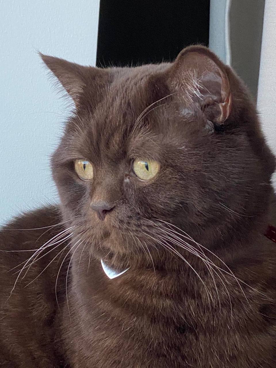 Изображение кота